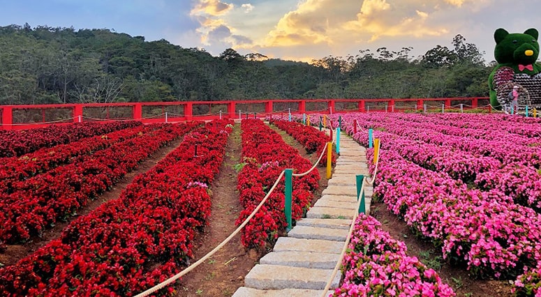 Vé máy bay giá rẻ Huế Đà Lạt