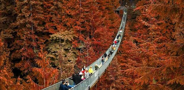 Cầu treo Capilano Vancouver